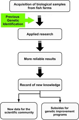 Use of Molecular Genetic Methods to Reduce the Risk of Incorrect Identification of Fish Strains in Brazilian Aquaculture